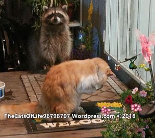 Bird on the porch with a raccoon